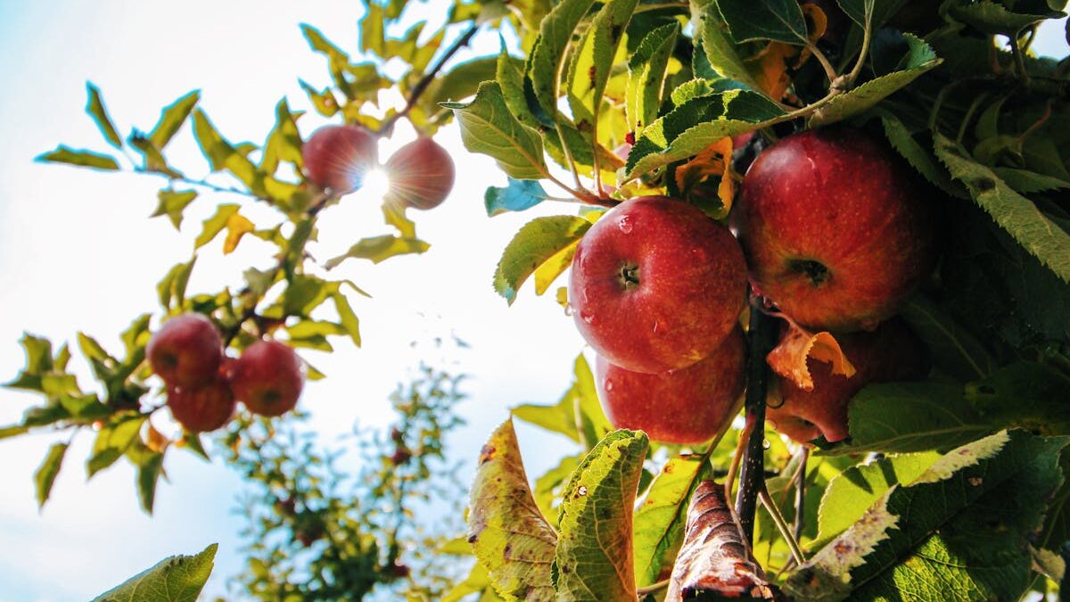 Obstbäume pflegen