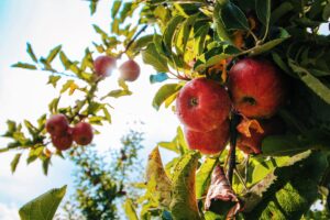 Obstbäume pflegen