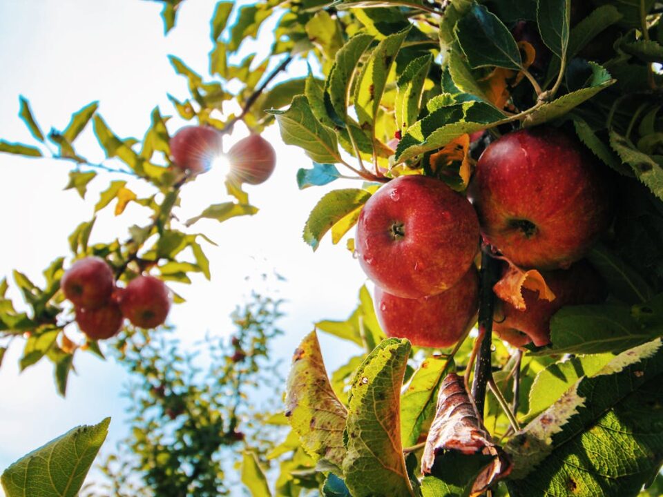 Obstbäume pflegen