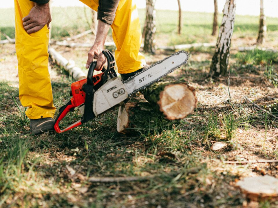 Warum schneidet man Bäume im Herbst und Winter?