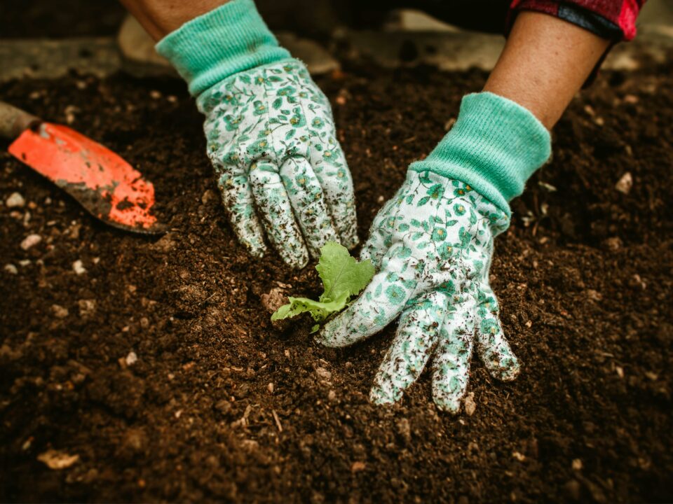 Garten nach dem Winter erneuern: 6 wichtigste Arbeiten, die Sie erledigen sollten